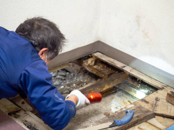 Best Post-Flood Mold Remediation in Rio Grande, OH