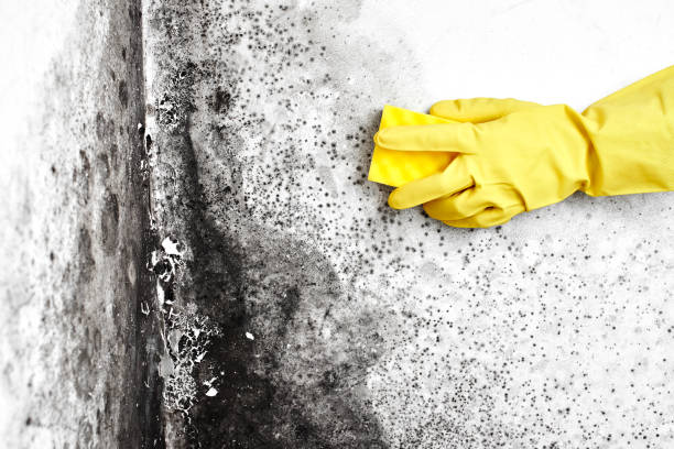 Best Crawl Space Mold Remediation in Rio Grande, OH