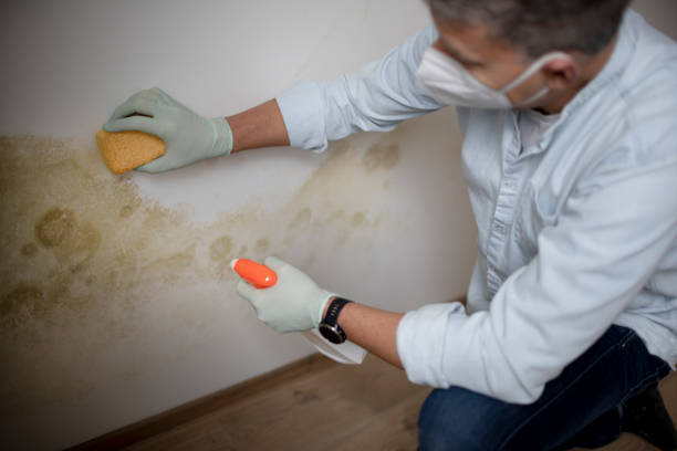 Best Black Mold Remediation in Rio Grande, OH