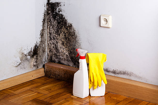 Best Residential Mold Remediation in Rio Grande, OH