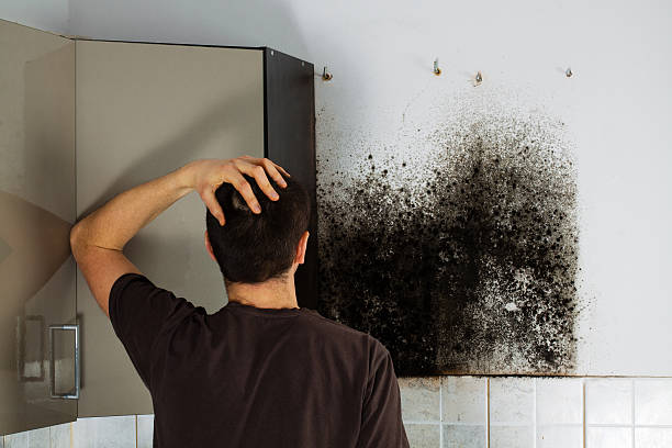 Best Basement Mold Remediation in Rio Grande, OH